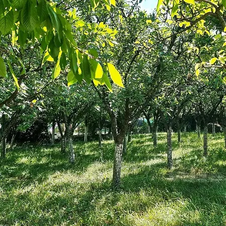 Timbi Apartment, Free Parking, Garden, Barbecue, Pavilion, Charging Station דירה *